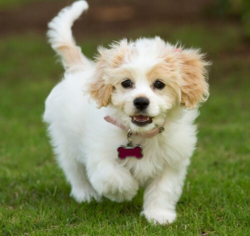 Cavachon Dog Breed Information Purina